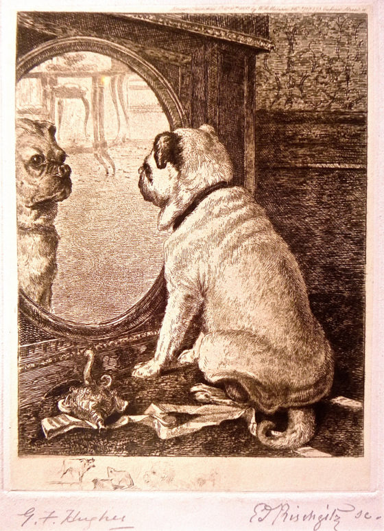 dog-and-mirror